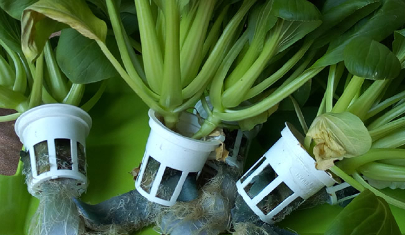 Pupuk Hidroponik: Pengertian, Jenis, dan Tips